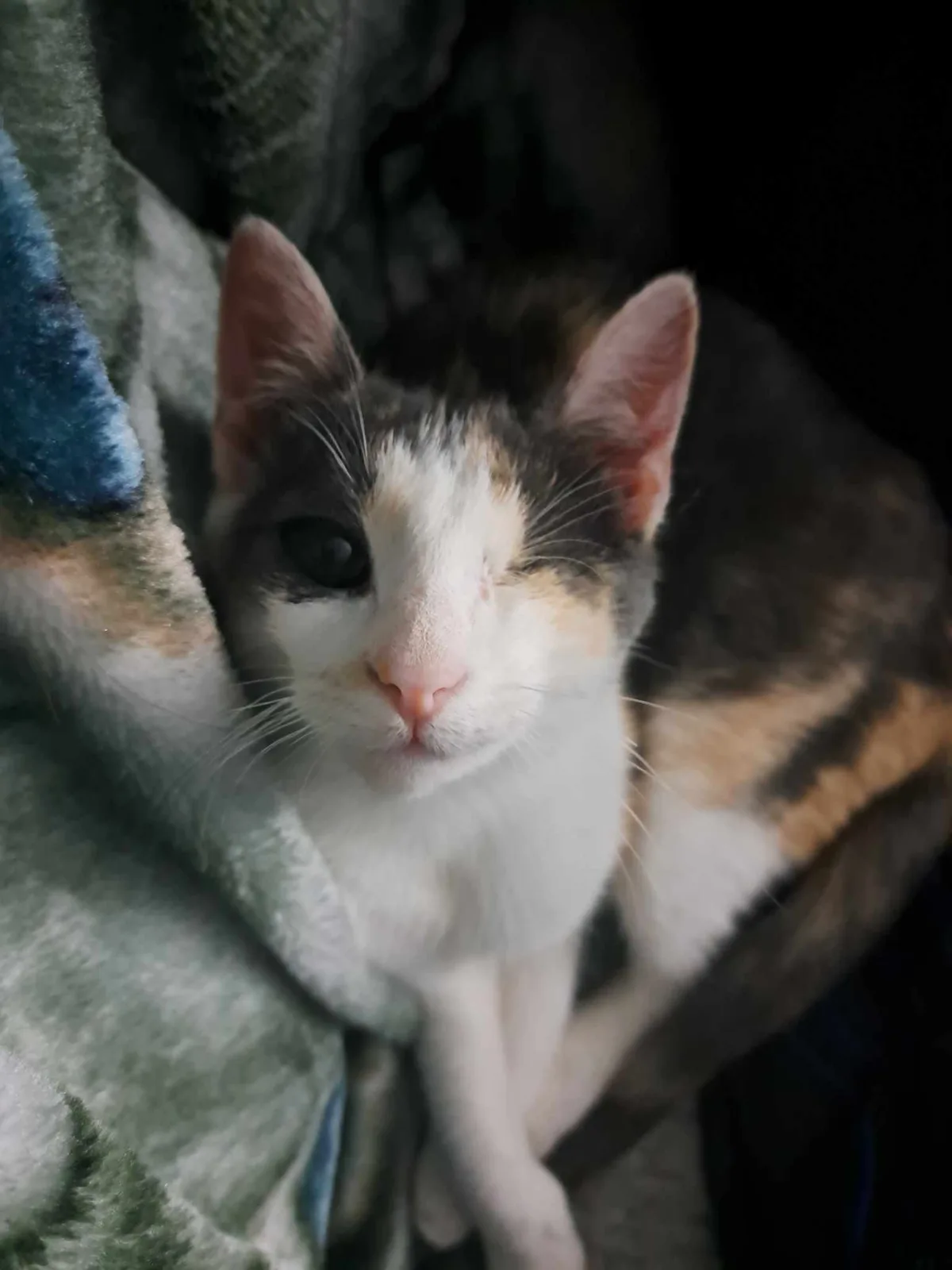 Jasmnr Wishes You a Happy Caturday Morning!