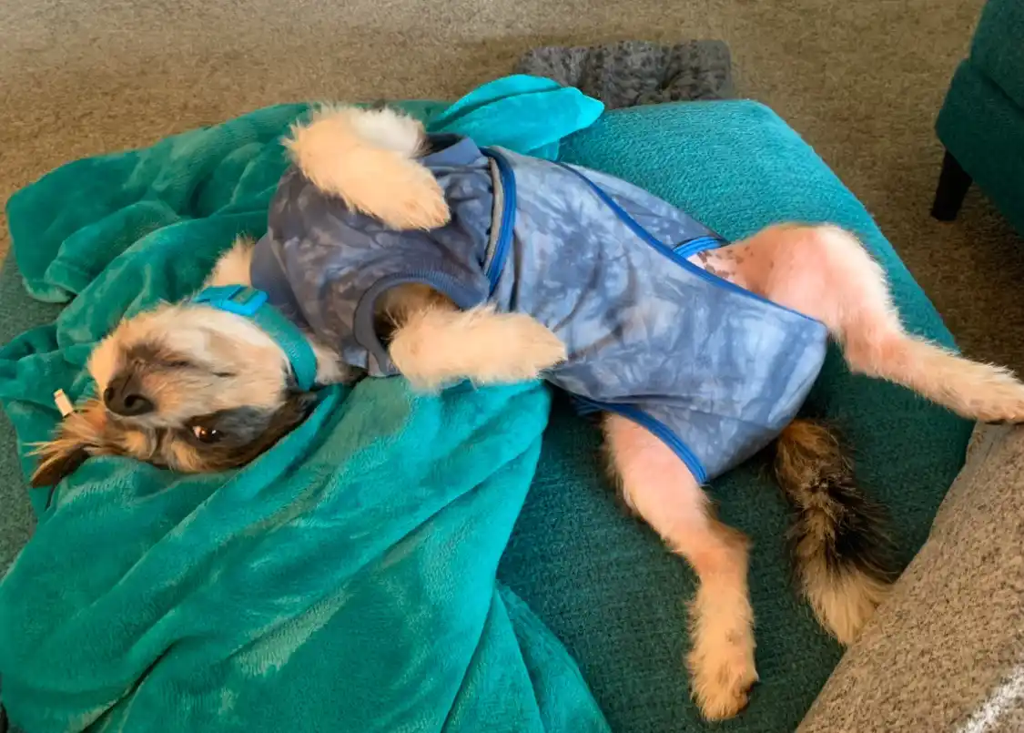 a small dog wearing a blue tie-dye onesie lies sprawled on its back on a teal blanket, legs splayed, eyes half-closed in…