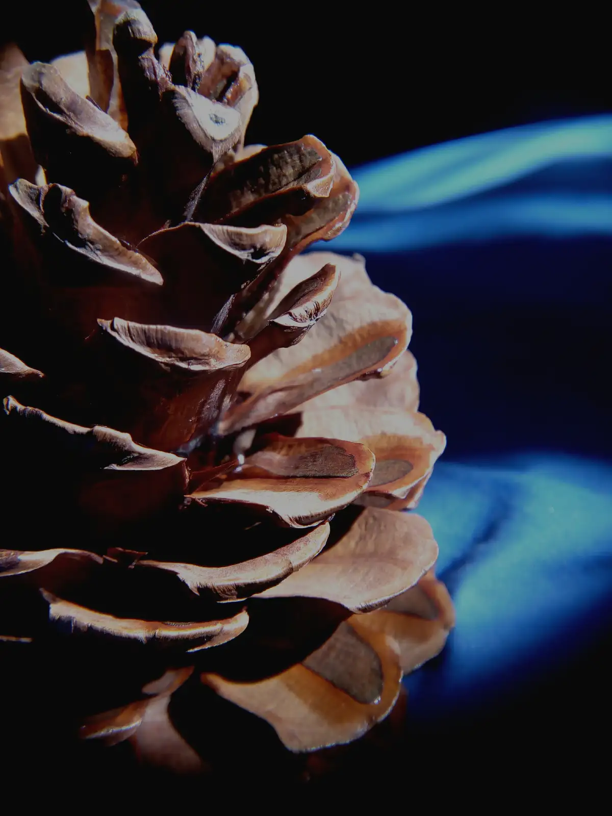 A close-up photograph of a brown pine cone with textured scales, set against a dark background with blurred blue light…