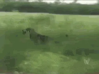A sequence of six images shows a corgi running through a grassy field while carrying a rifle, then running into a river and…