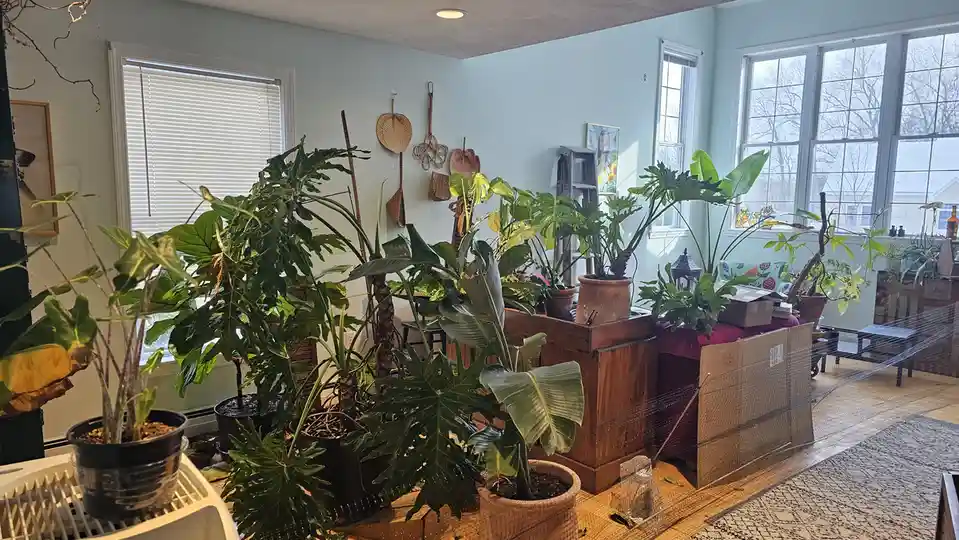 A room filled with numerous large, leafy houseplants in various pots, some on wooden crates and others on the floor, with…