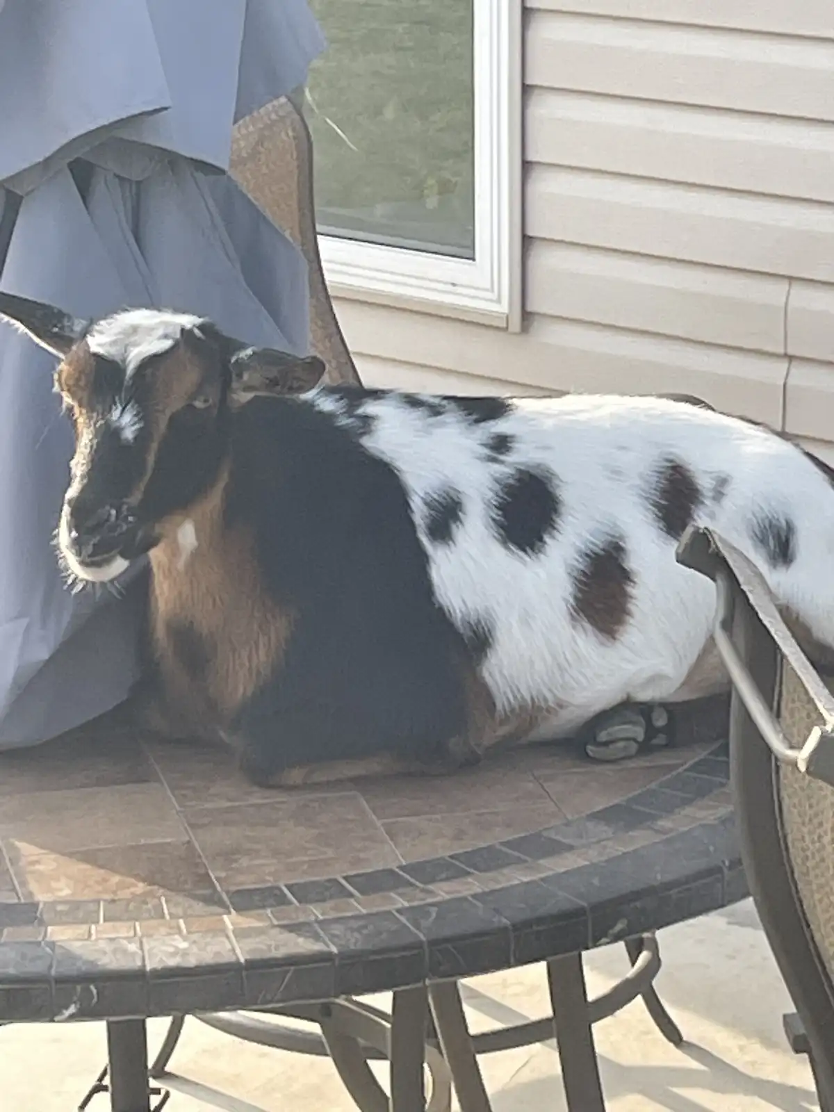 A brown, black, and white goat is lounging comfortably on a tiled outdoor patio table, looking relaxed and slightly smug…