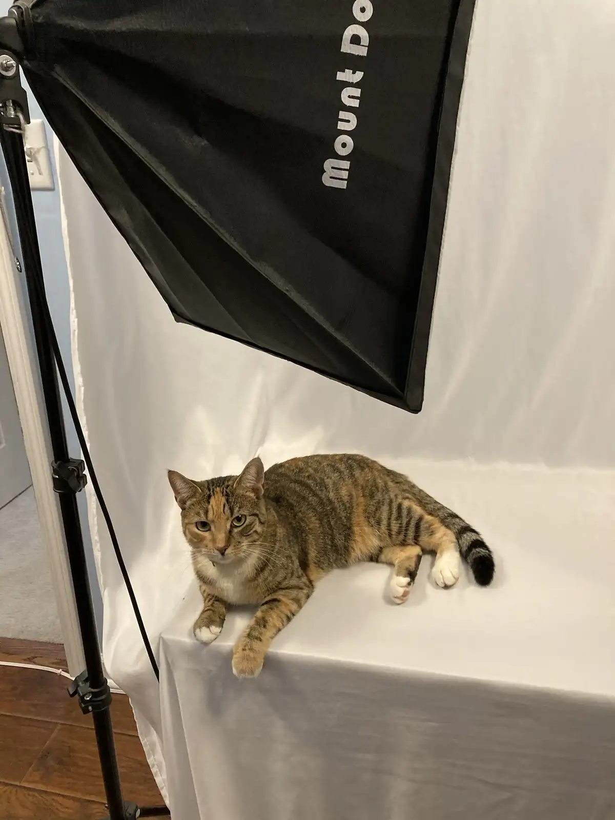A tabby cat with white paws lies on a white draped surface under a professional photography softbox light, looking directly…