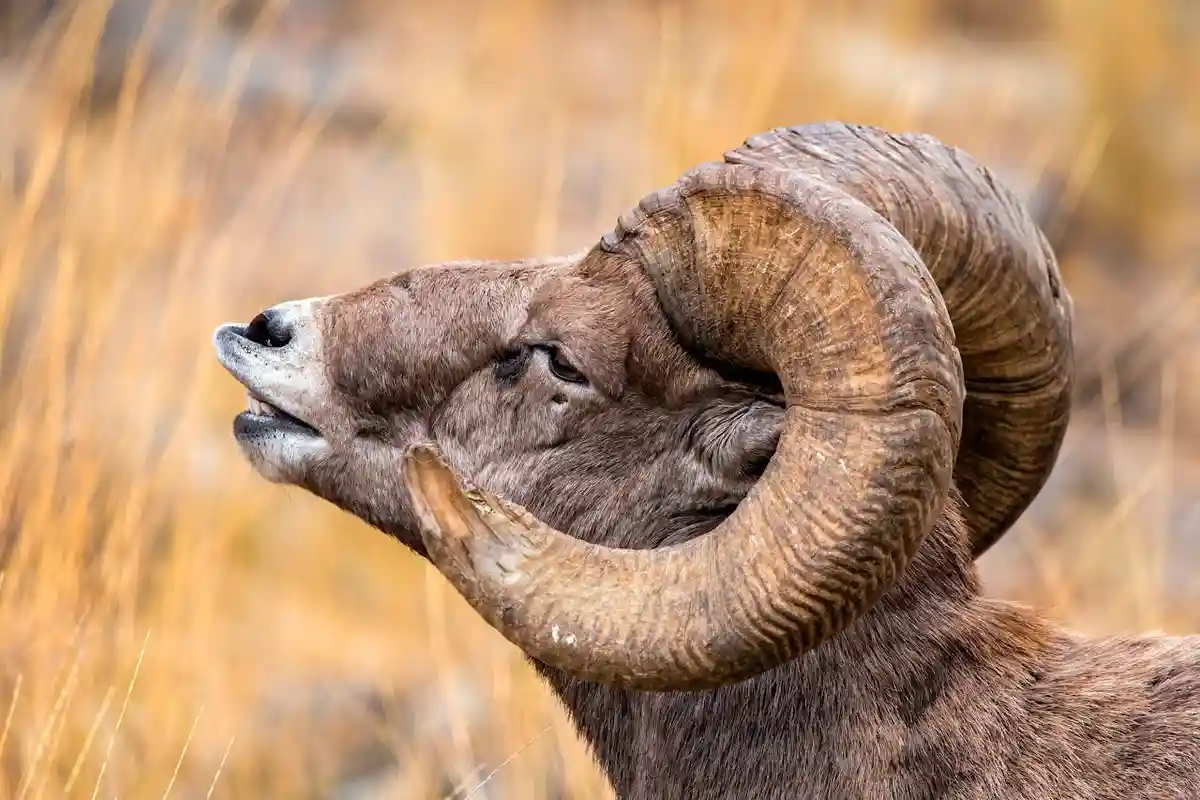 A close-up photograph of a bighorn sheep with massive, curved horns, its head tilted upward and mouth slightly open, set…