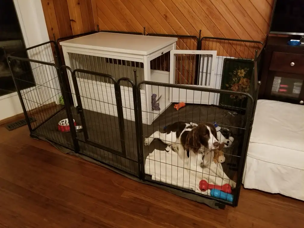 A brown and white dog lies sprawled on a blanket inside a black metal dog pen, surrounded by toys, with a white dog crate…