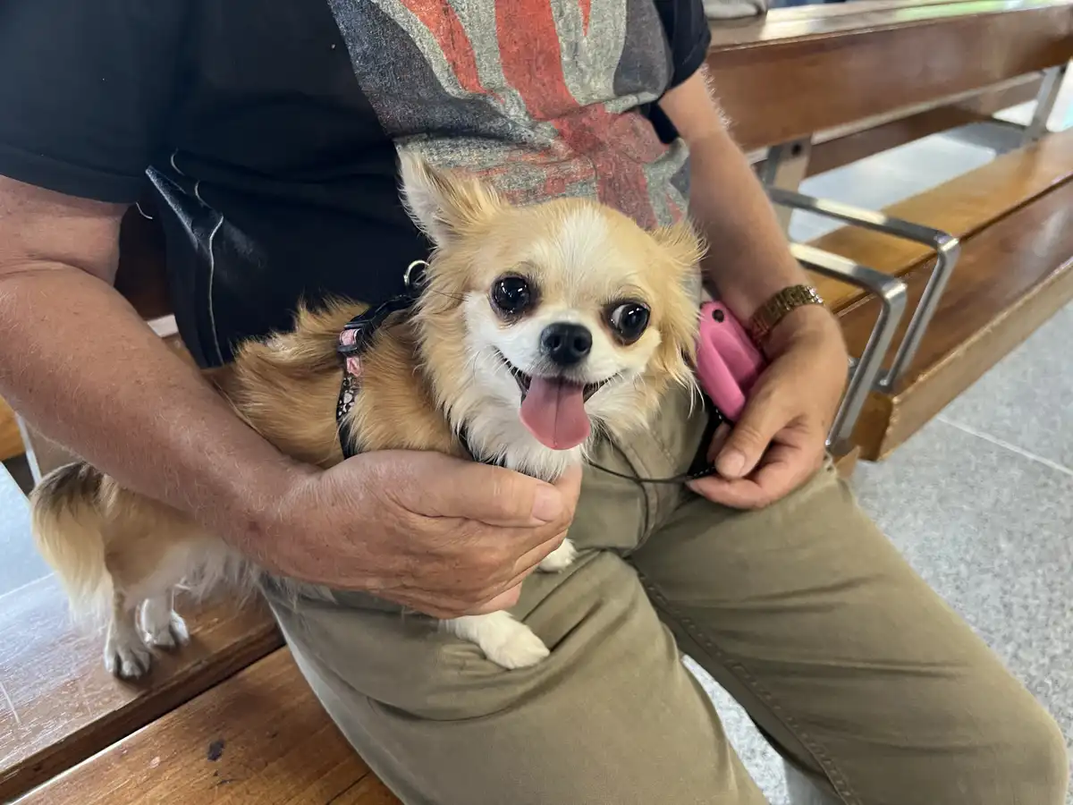 A person is sitting on a wooden bench holding a small, fluffy chihuahua with large, expressive eyes and its tongue out. The…