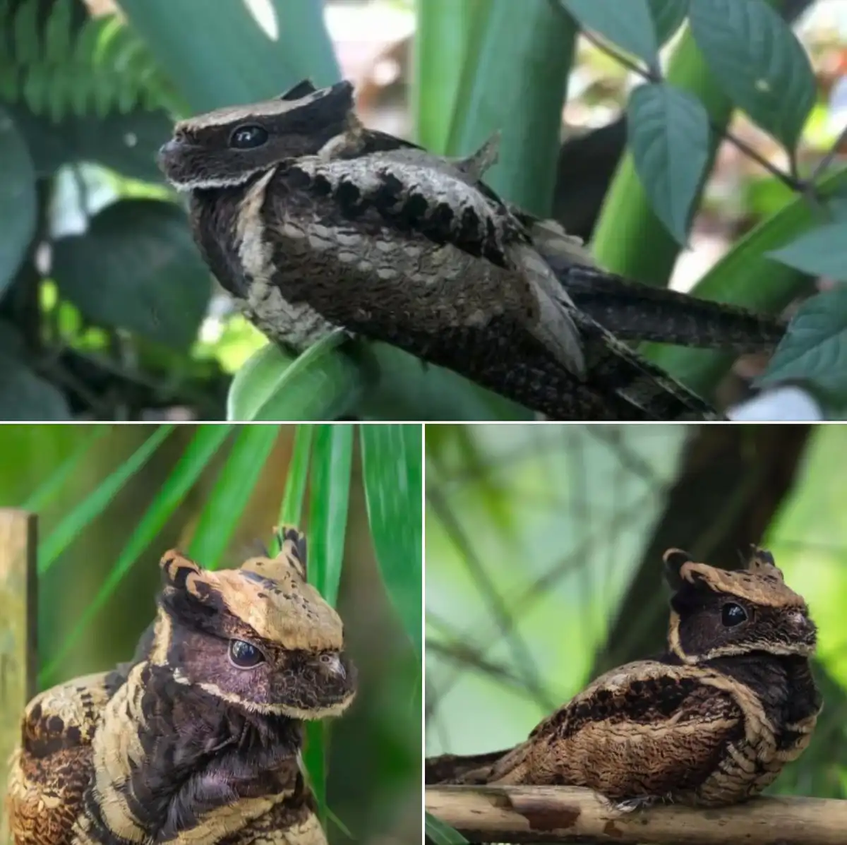 a collage of three images showing a frog with bat-like features, including large ears and a pointed snout, perched on green…