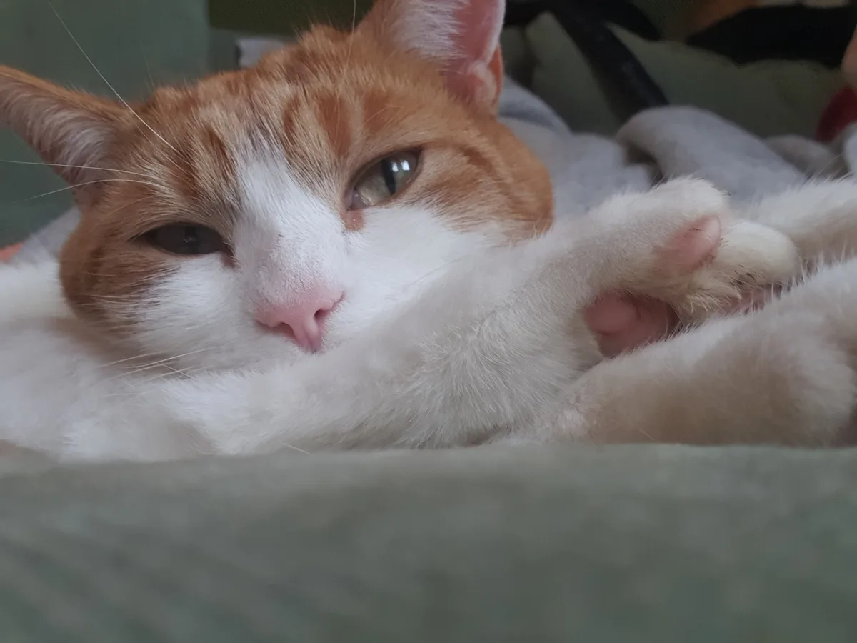 A close-up photo of an orange and white cat lying down with one paw over its face, looking sleepy or uninterested. The cat…