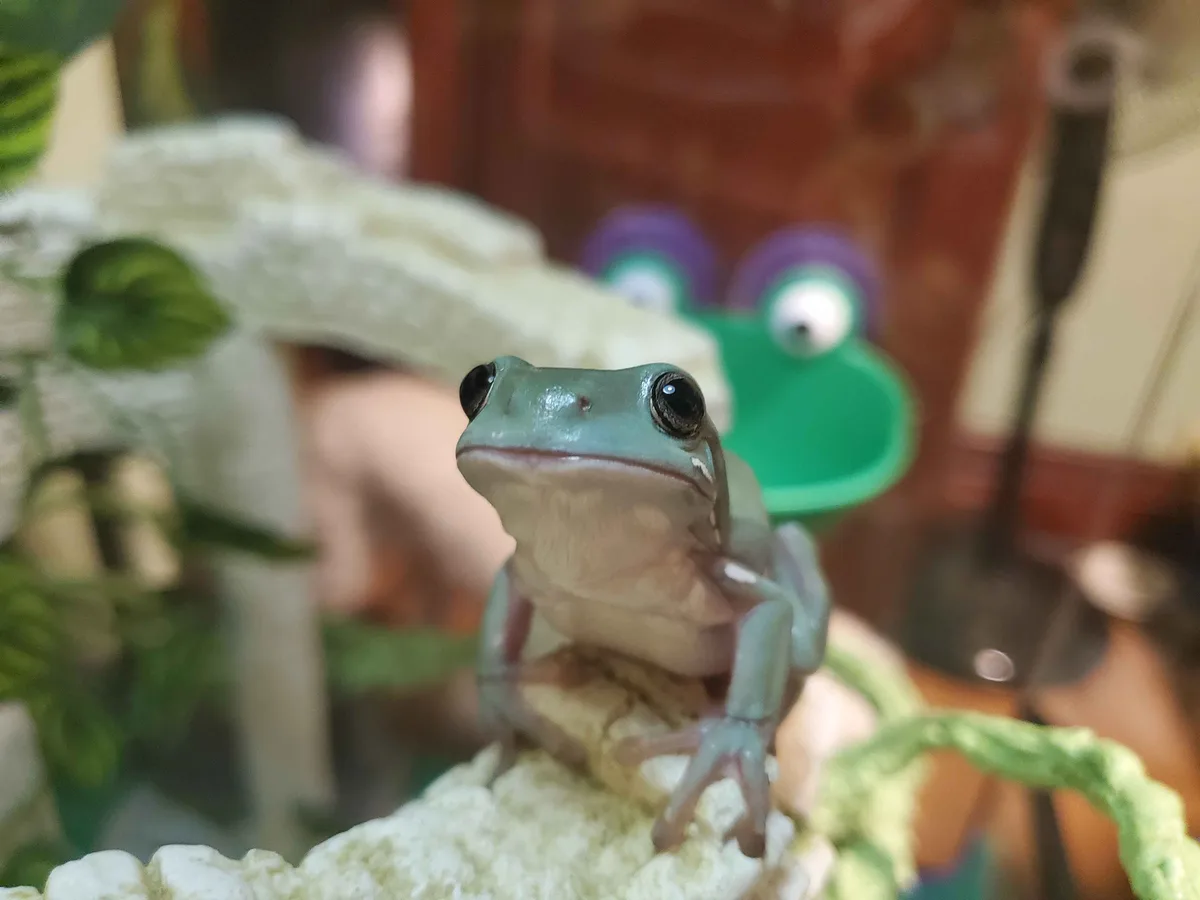 A small, light green tree frog with large black eyes sits in focus on a white, textured rock-like surface inside what…