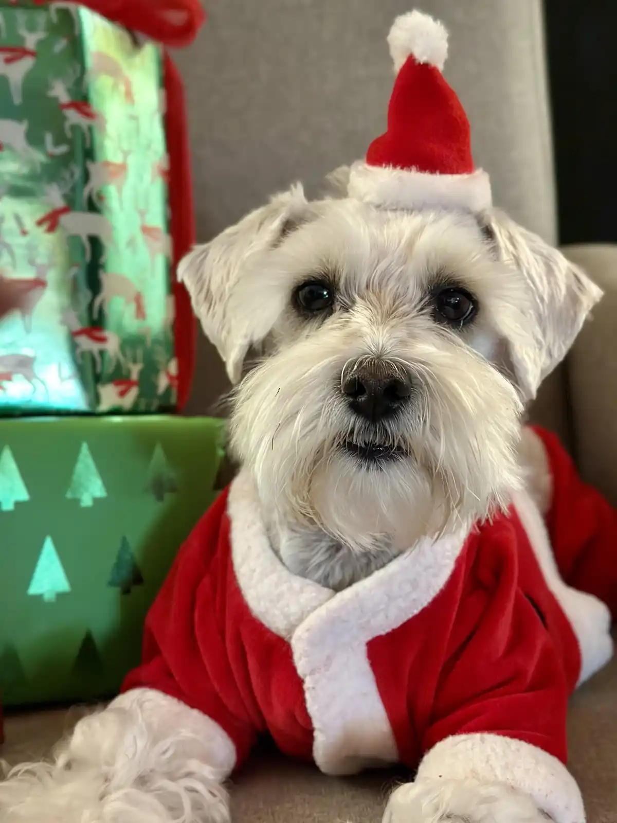 Wishing You a Merry Schnauzmas!