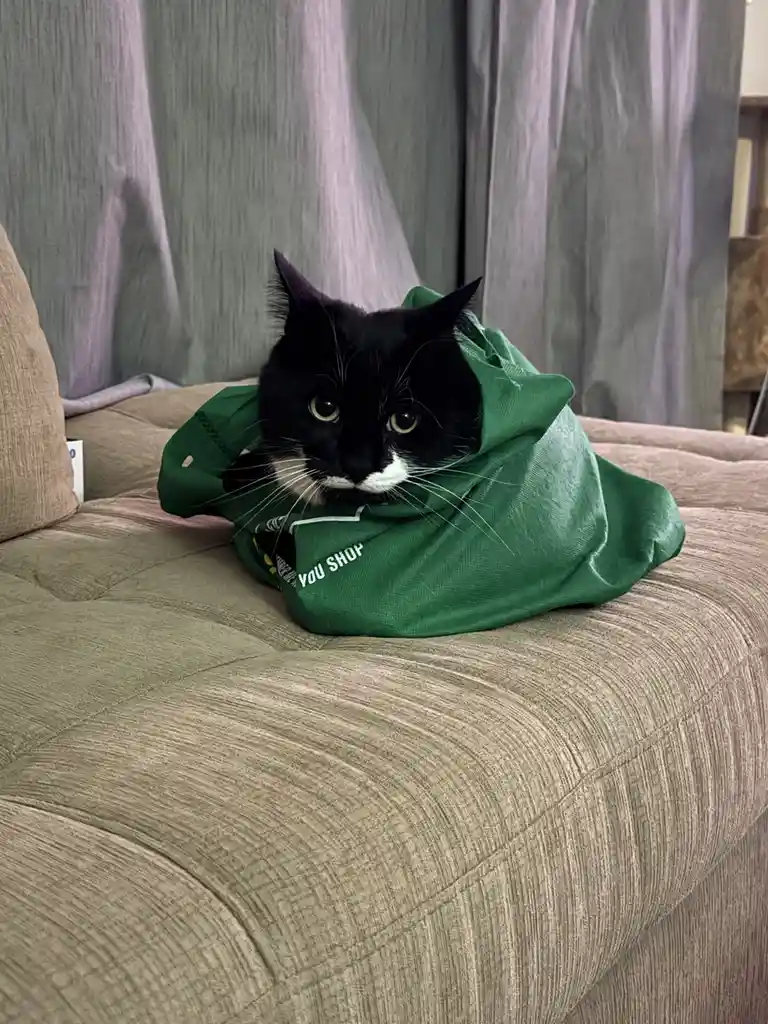 A black and white cat with green eyes is peeking out from inside a green reusable shopping bag, sitting on a textured beige…