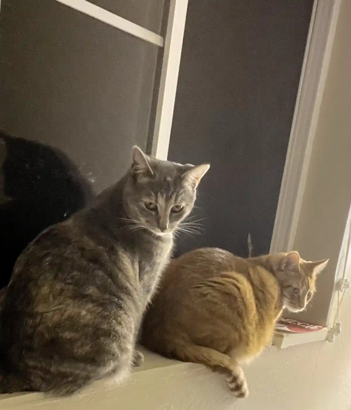 A Daily Dose of Cat Cuteness to Brighten Your Day