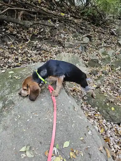A black and tan beagle wearing a bright green collar and a red leash is shown on a stone path covered in fallen leaves…