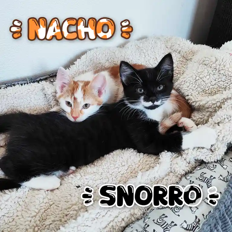 Two kittens are snuggled together in a fluffy cream-colored bed; the kitten on the left is orange and white, and the one on…