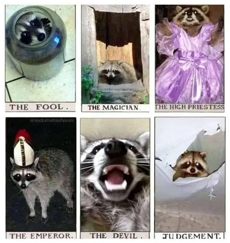 A six-panel meme grid where each panel features a raccoon in a different scenario, styled as if it were a tarot card. Top…