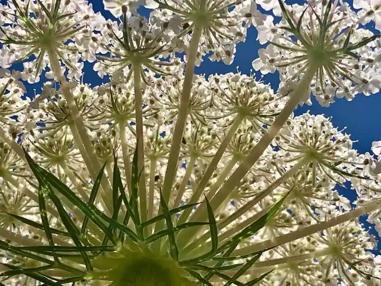 A close-up, upward-looking photograph of a white flowering plant with many small blossoms arranged in umbrella-like clusters…