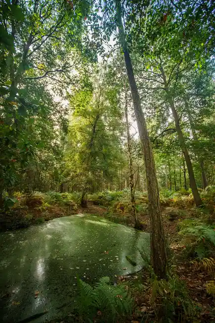 A serene forest scene with tall trees, ferns, and a path covered in green moss or algae, overlaid with the text 'i'm not…