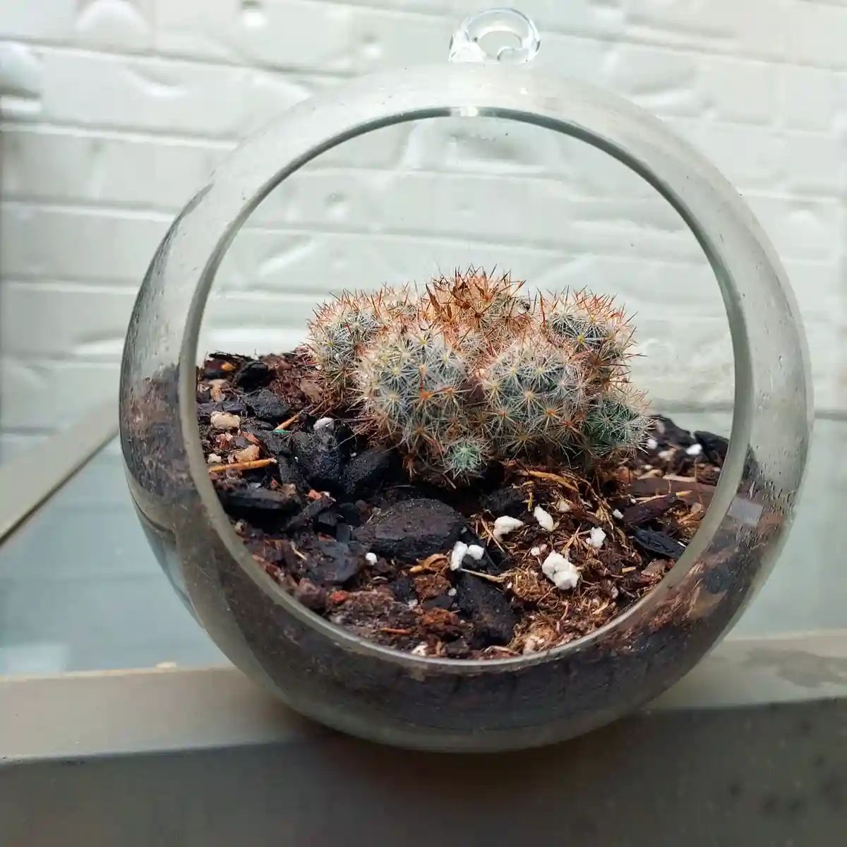 A small, round glass terrarium with a handle sits on a windowsill, containing several small, spiky cacti with white and…