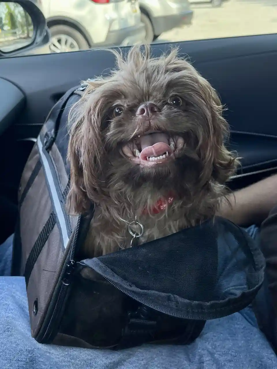 A small brown dog with shaggy fur is sitting in a black and gray pet carrier on someone's lap inside a car. The dog is…