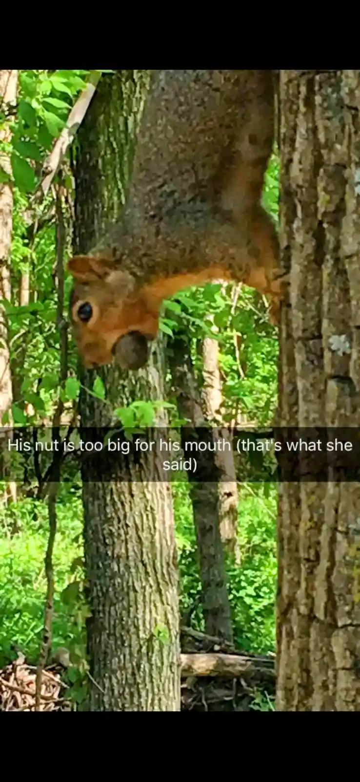 A squirrel is hanging upside down from a tree branch in a forest, holding a large nut in its mouth. The nut appears…