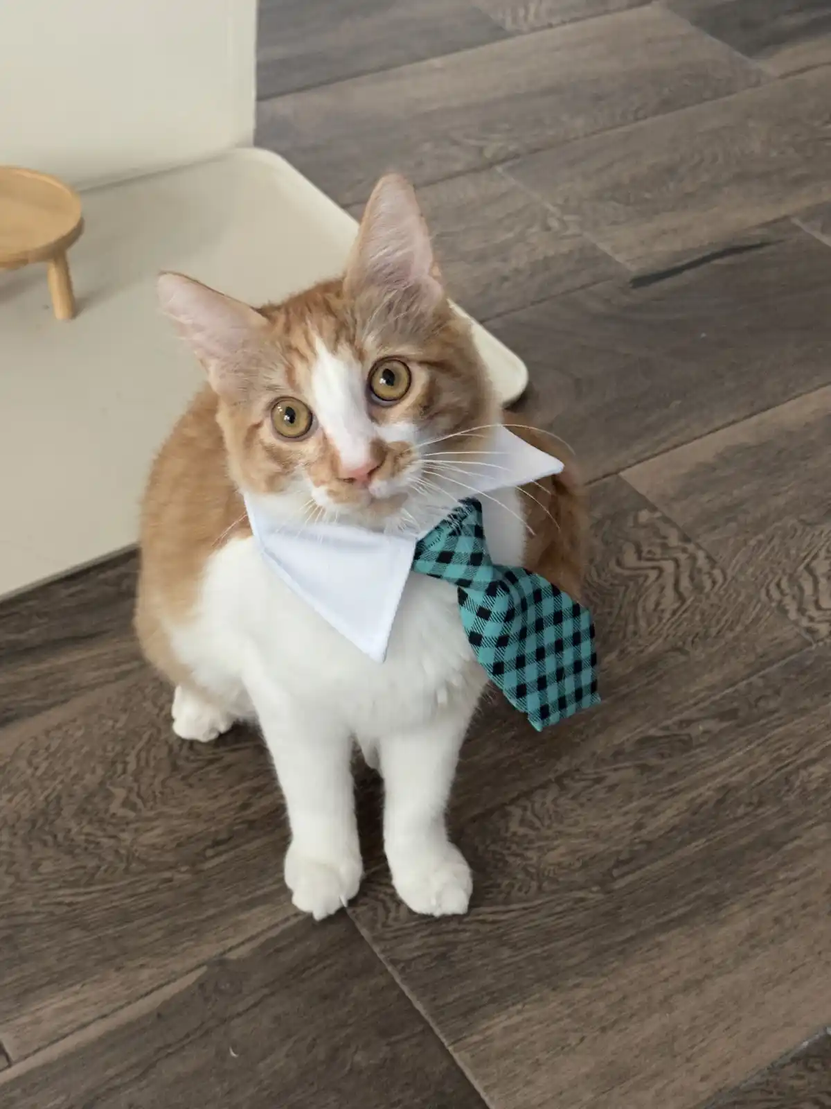 A ginger and white cat sits on a wooden floor, wearing a white collar and a blue and black checkered tie, looking directly…