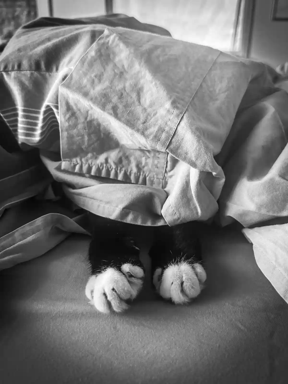 A black-and-white photo shows a cat's paws peeking out from under rumpled bedding on a bed, with the text overlay 'i'm not…
