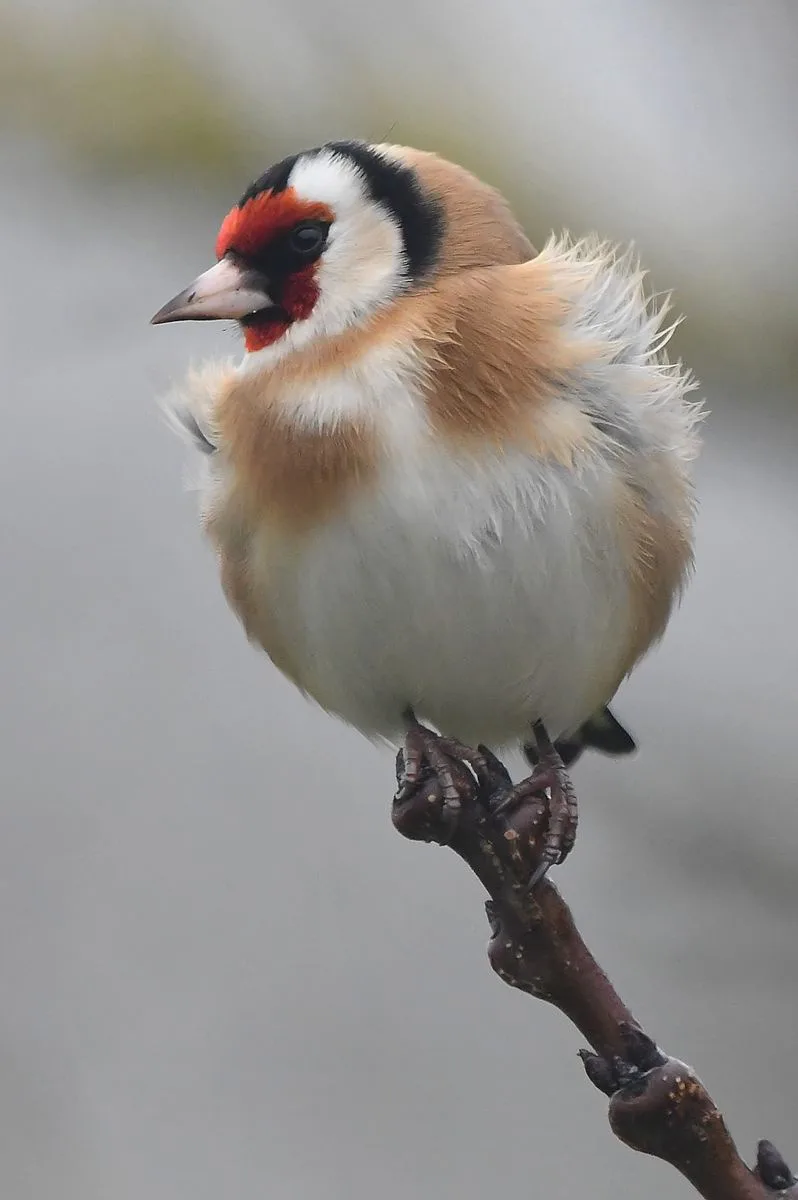A goldfinch perched on a bare branch appears puffed up and fluffed, looking round and slightly disheveled. The overlaid text…