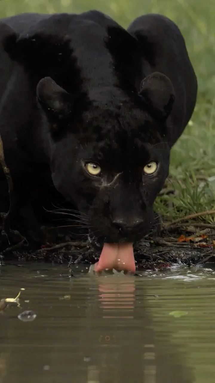 A close-up photograph shows a black panther with glowing yellow eyes leaning over a body of water, extending its pink tongue…