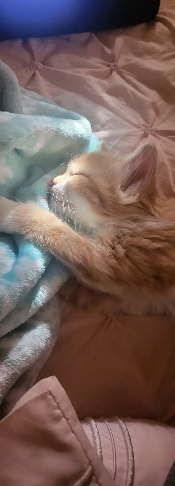 A fluffy orange and white kitten is sleeping peacefully on a bed, curled up with one paw over its face, partially covered by…