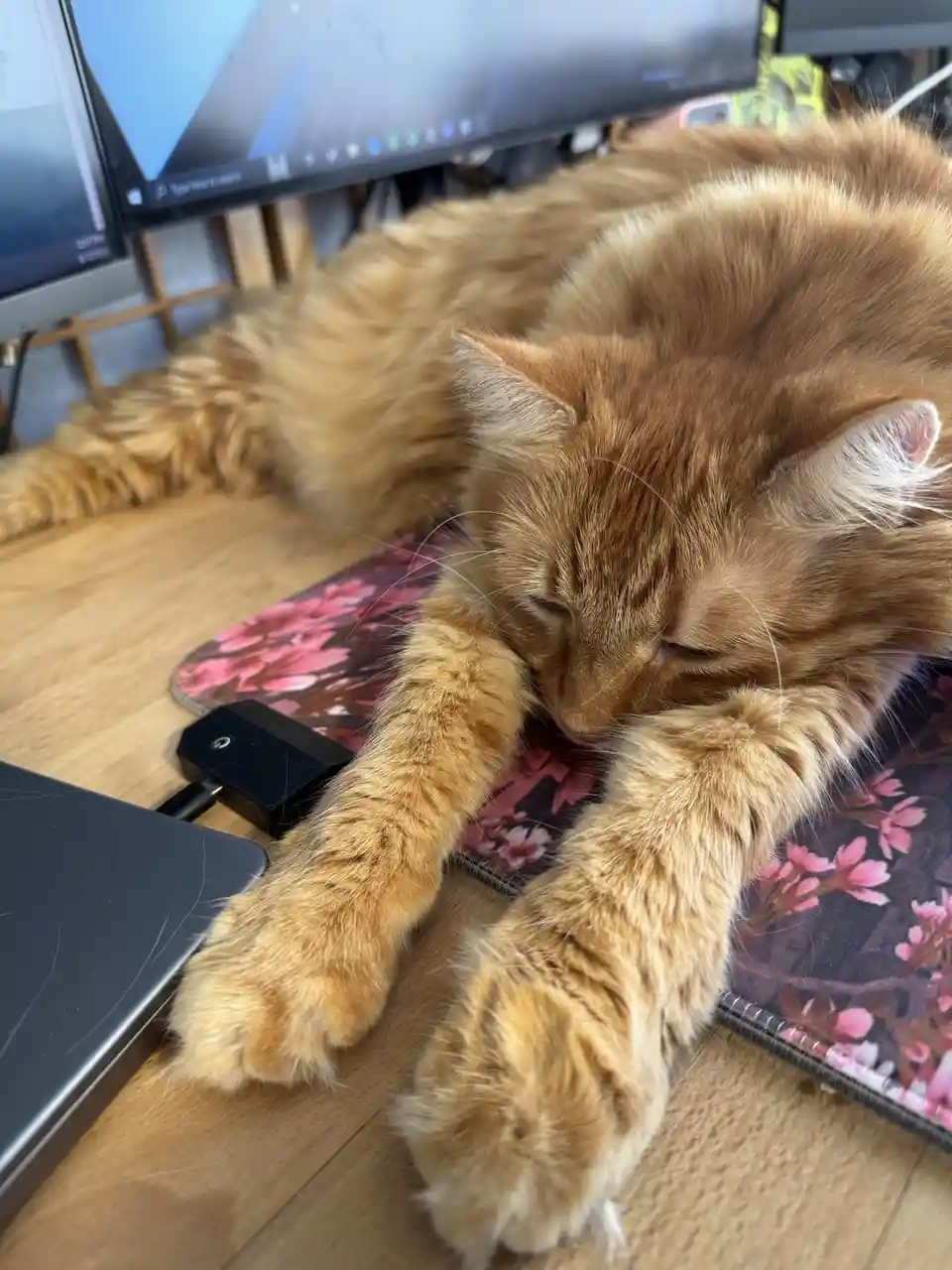 A fluffy orange cat is sleeping peacefully on a wooden desk, its paws tucked under its chin, with a laptop and monitor…