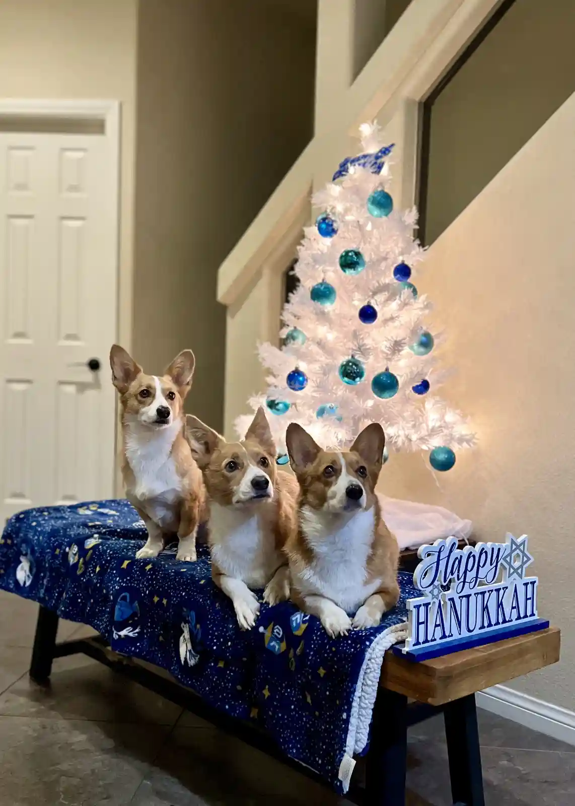 Three corgi dogs sit on a bench covered with a blue Hanukkah-themed blanket, in front of a white Christmas tree decorated…