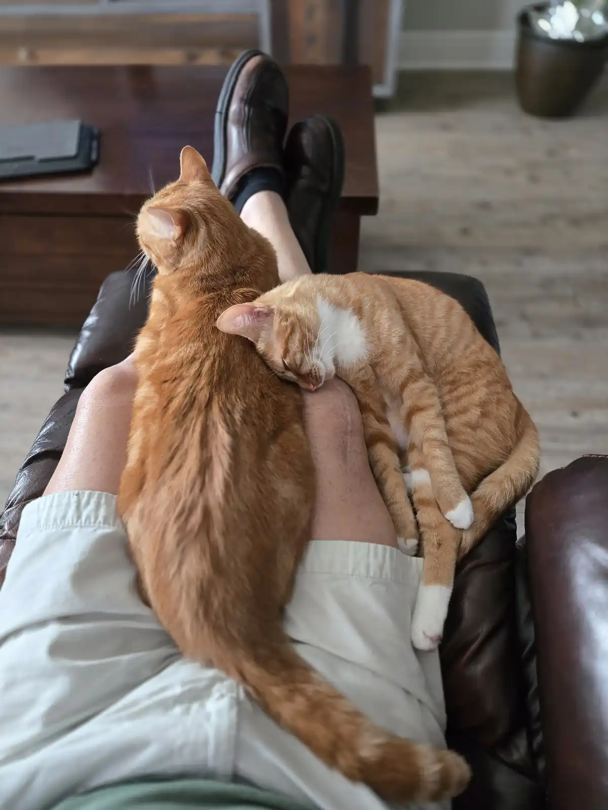 Two orange tabby cats are resting on a person's lap while they sit on a brown leather couch. One cat is awake and alert…