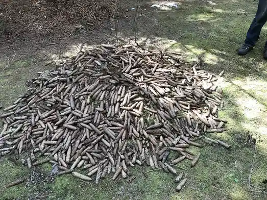 A large pile of brown pinecones is scattered on mossy, sun-dappled forest ground, with the lower legs and feet of a person…