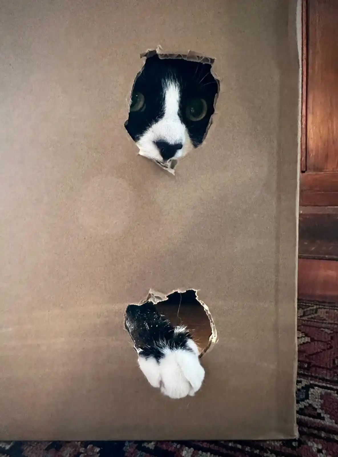 A black and white cat peers out from a torn hole in a brown cardboard box, its face visible at the top. Below it, another…