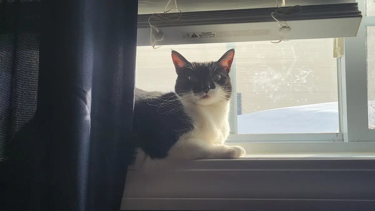 A black and white cat sits calmly on a windowsill, bathed in sunlight, looking directly at the camera with a serene…