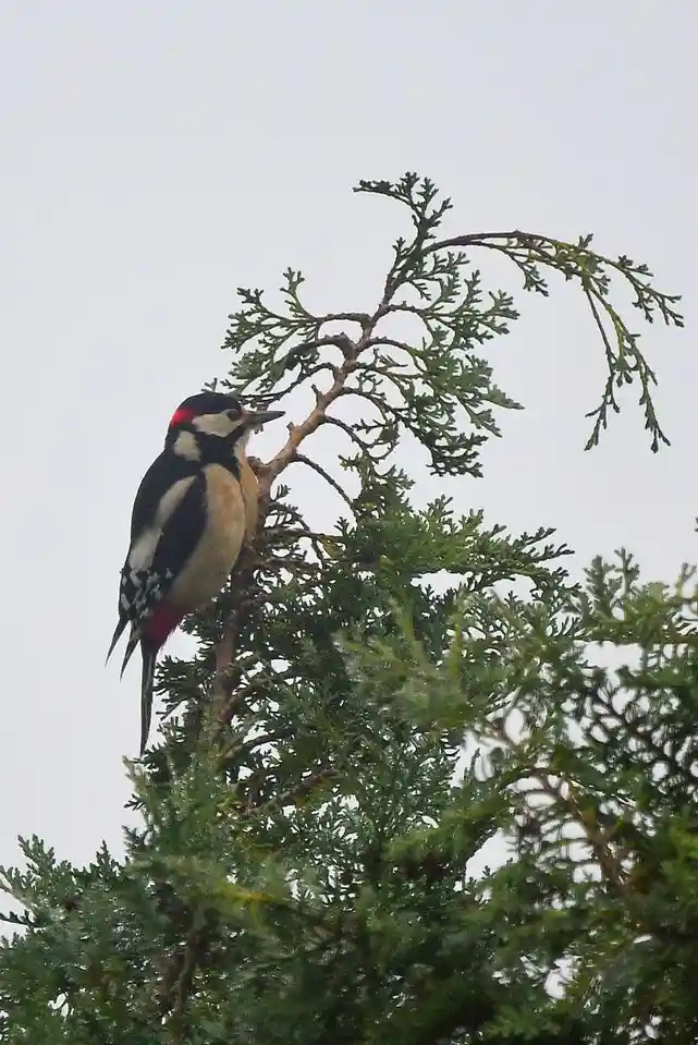 A great spotted woodpecker perched on a conifer branch against a pale sky, with overlaid text reading 'i'm not a bird, i'm a…