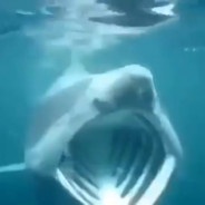 Epic Shark Moment: The Pog Edition