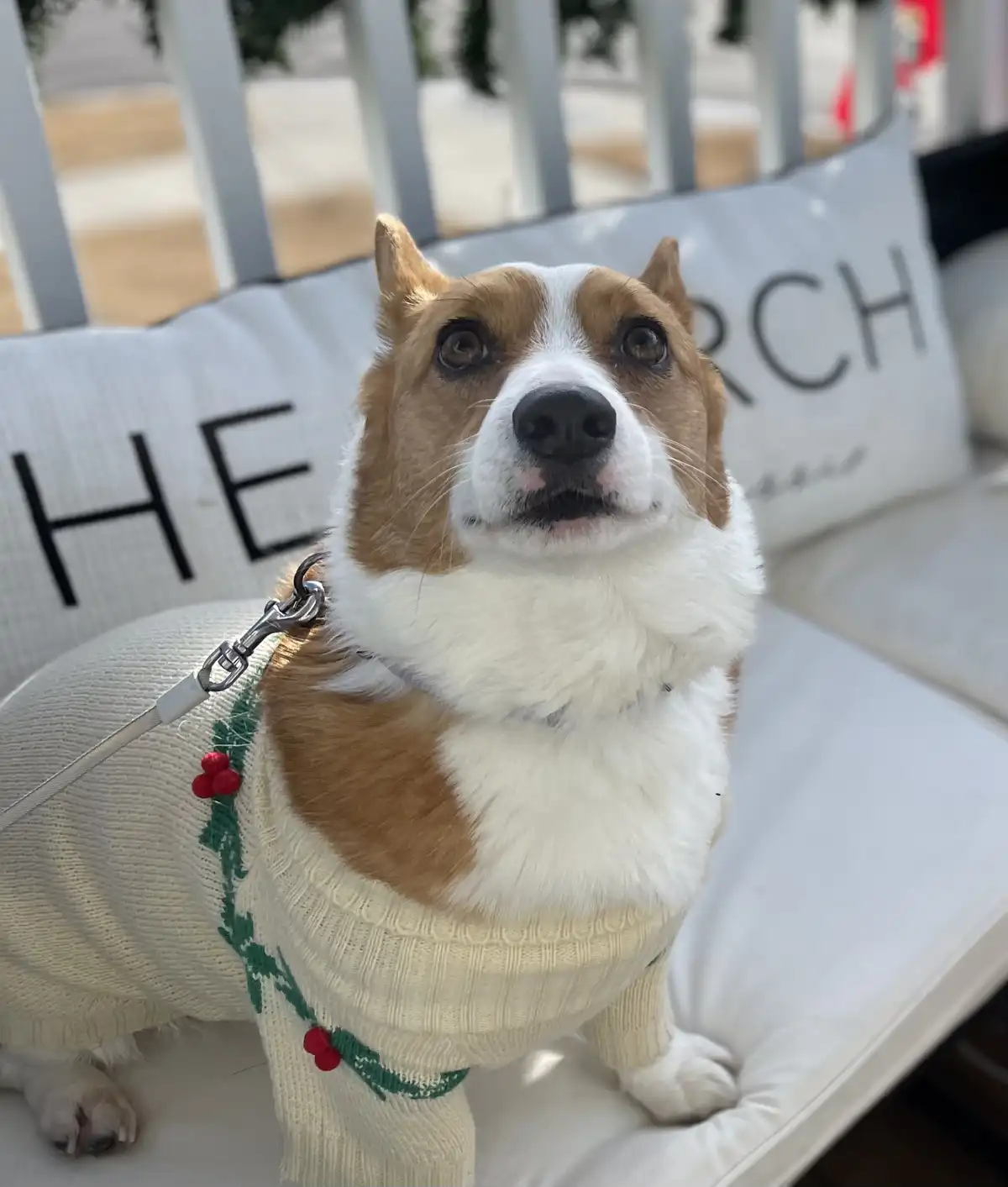 A tan and white corgi wearing a cream-colored sweater with green holly and red berries sits on a white cushioned bench. The…