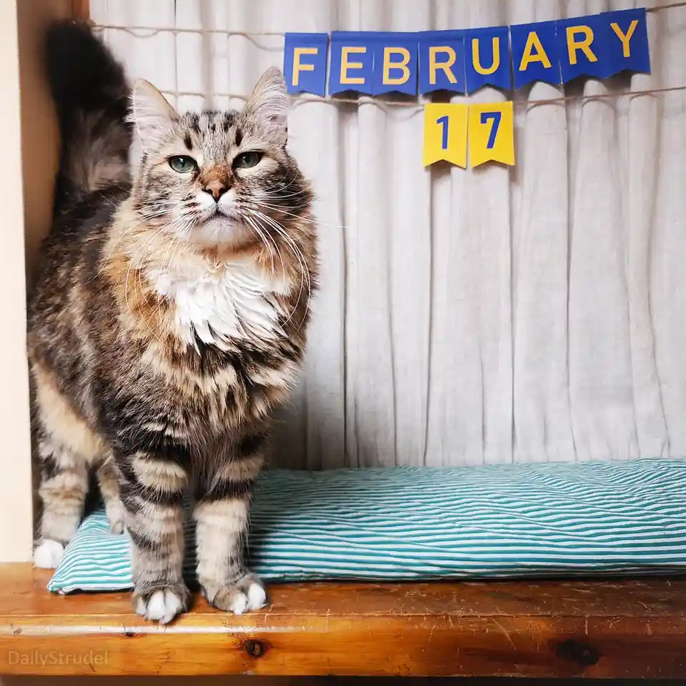 A fluffy tabby cat with green eyes stands on a wooden shelf, looking directly at the camera with a serious expression…