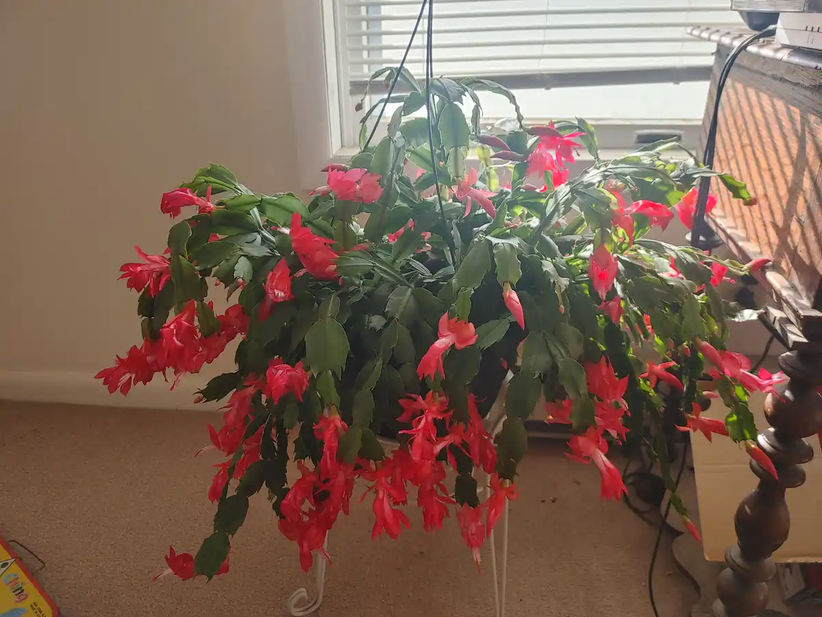 A vibrant, hanging Christmas cactus plant with abundant red flowers cascading downward, positioned near a window with…