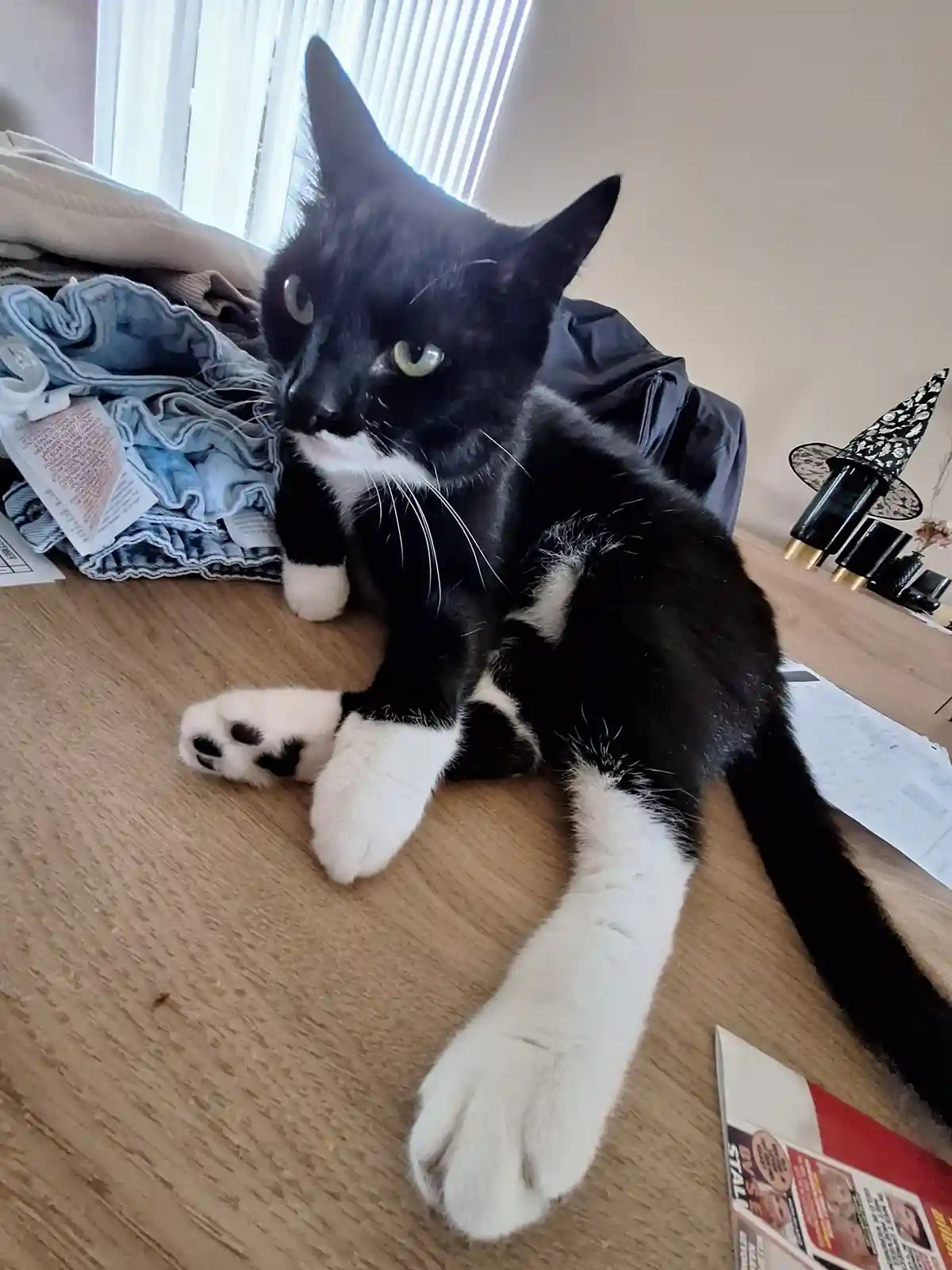 A black and white cat with green eyes sits on a wooden floor next to a pile of clothes, looking directly at the camera with…