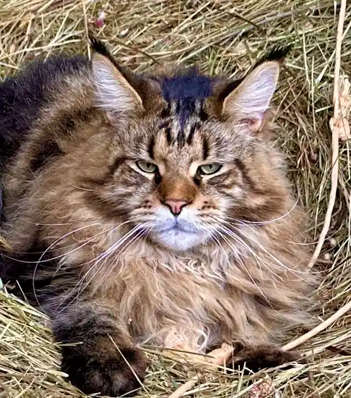 a fluffy brown tabby cat with green eyes lies in a bed of straw, looking directly at the camera with a bored, unimpressed…