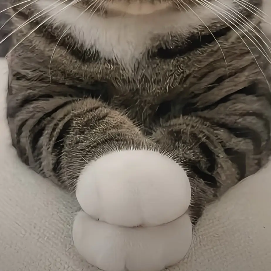 A close-up photo of a tabby cat's face and front paw, with its eyes closed and paw resting near its nose, overlaid with the…