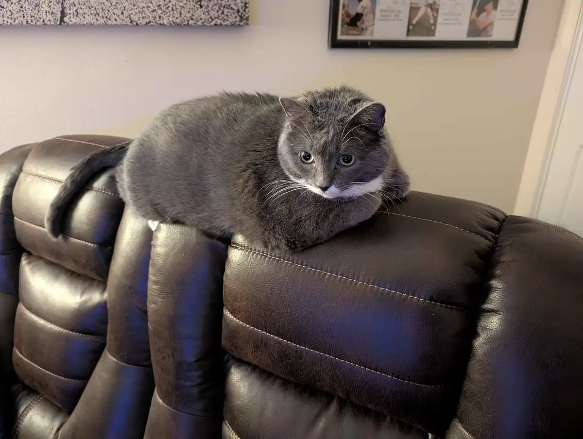 My Chubby Cat's Journey on a Diet