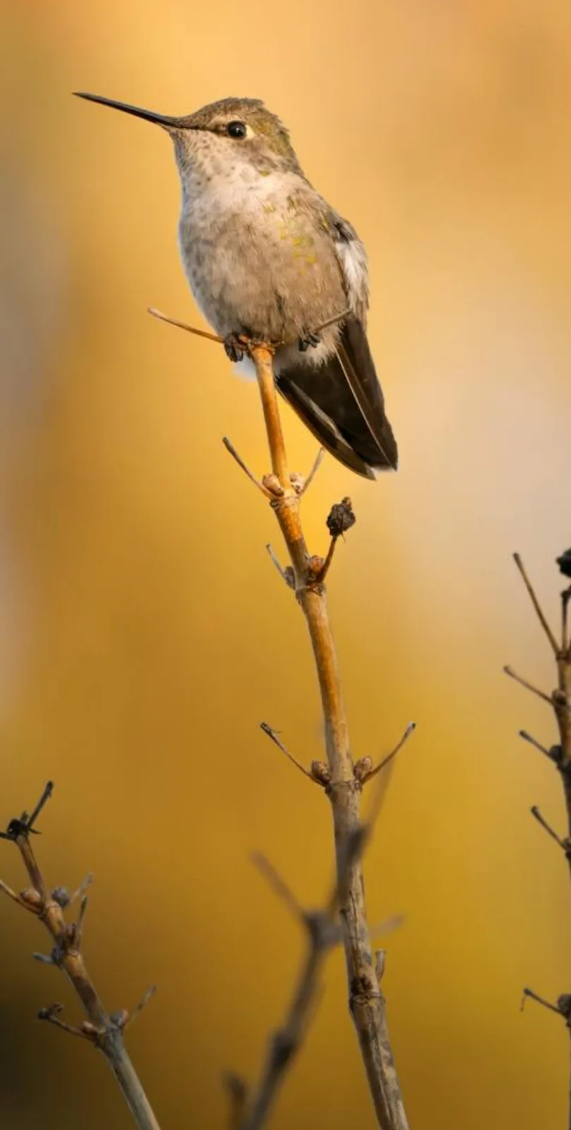 A small hummingbird with a long beak and brownish feathers perches on a thin, bare twig against a warm, golden-yellow…