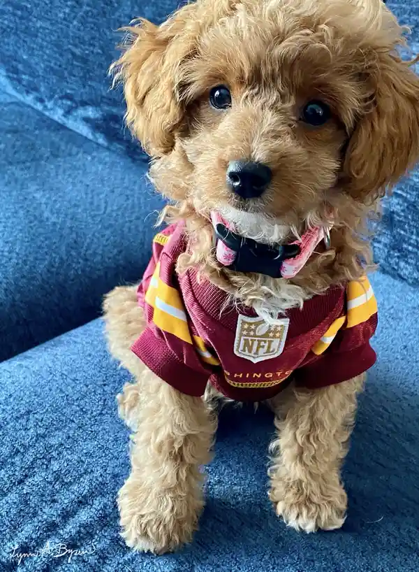 A small, fluffy, light brown poodle-type dog sits on a blue couch wearing a maroon and gold Washington Football Team NFL…