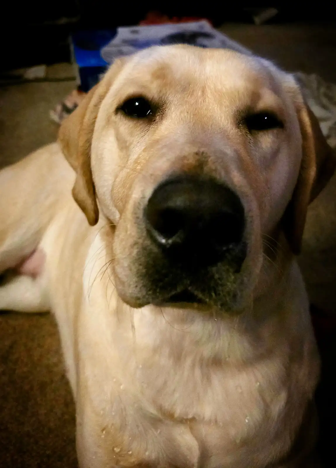 A close-up photo of a yellow Labrador Retriever looking directly at the camera with a calm, slightly smug expression. The…
