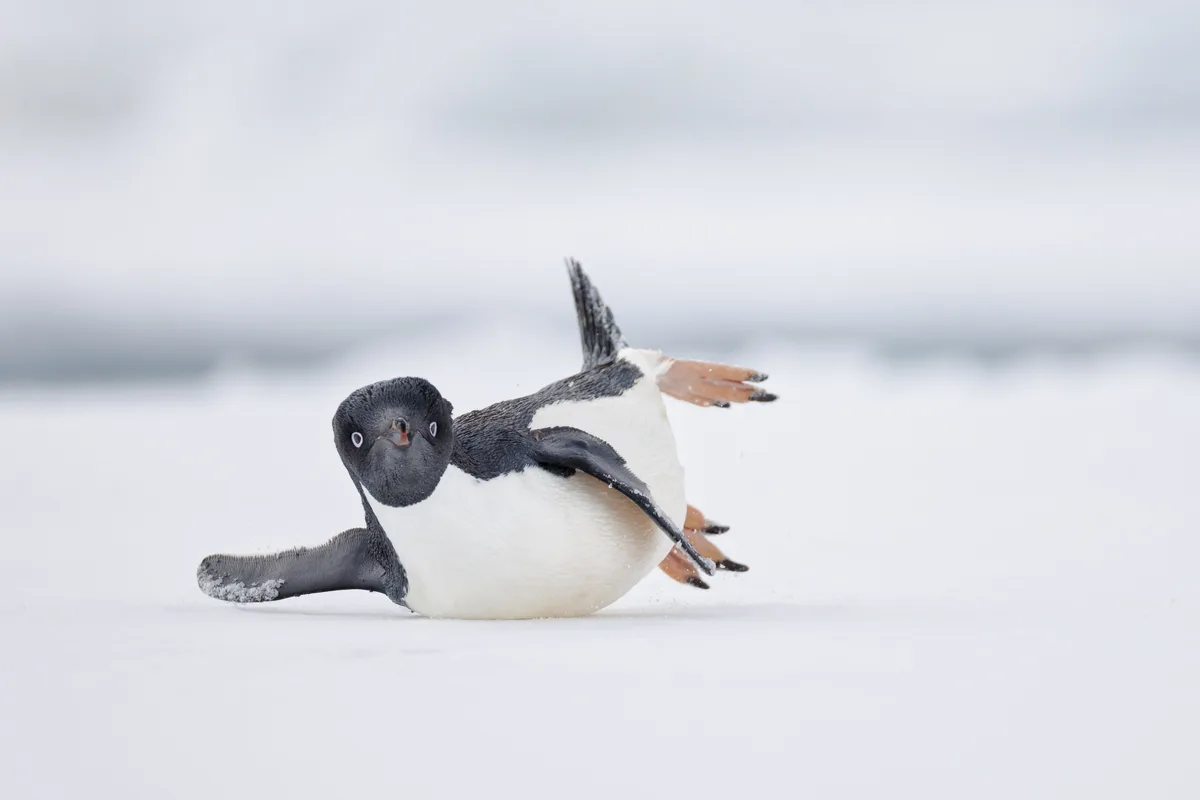 An adélie penguin is captured mid-motion on a snowy surface, appearing to tumble or slide with its flippers outstretched and…