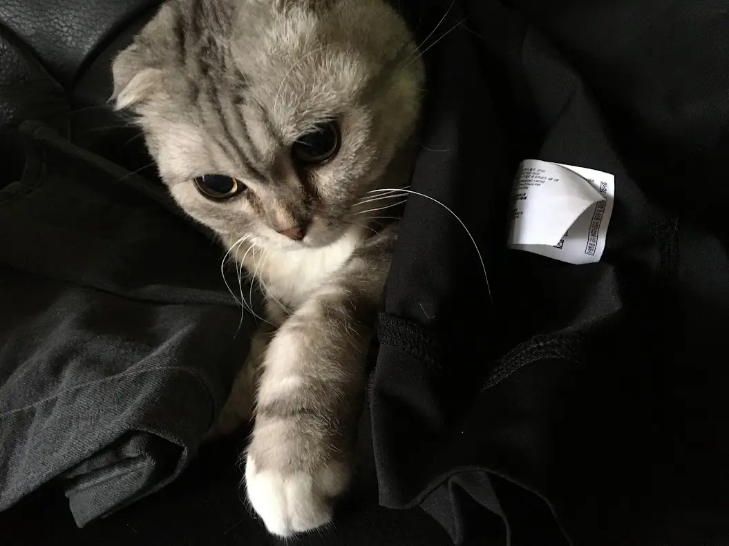A gray tabby cat with folded ears and a white chest is nestled in dark clothing, looking downward with a serious…