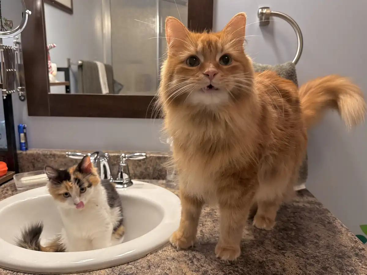 A fluffy orange cat stands on a bathroom countertop with a startled, wide-eyed expression, while a calico cat sits inside…
